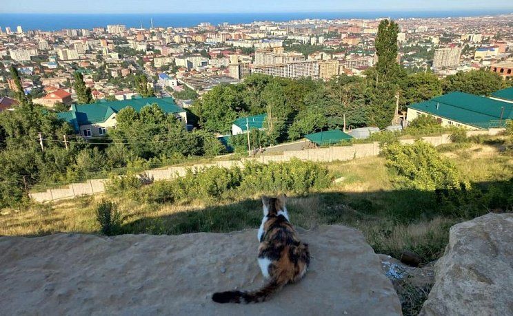 Дербентские котики