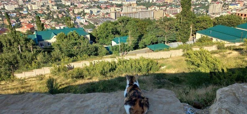 Дербентские котики