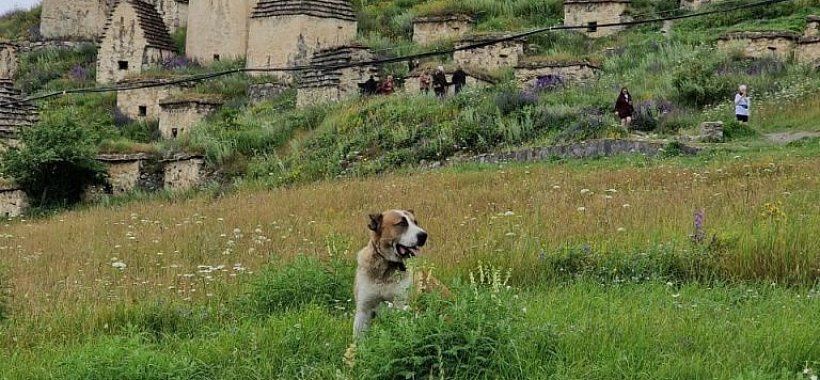 Жемчужины Северной Осетии и Ингушетии - 4 дня (8 дней с дорогой) - Изображение 23