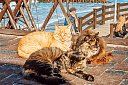 Балтийский квест, 4 дня по Калининградской области - Изображение 0