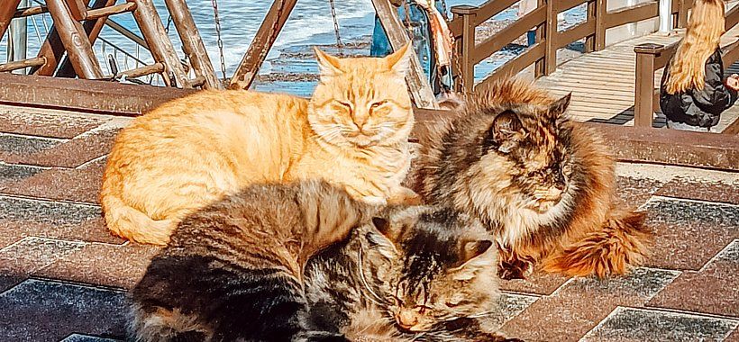 Балтийский квест, 3 дня по Калининградской области - Изображение 8