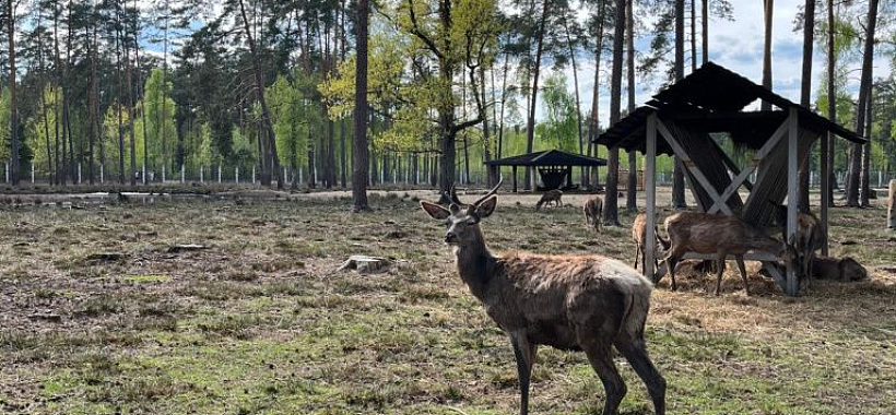 Беларусь Беловежская пуща