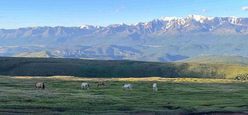 Лошади на Алтае