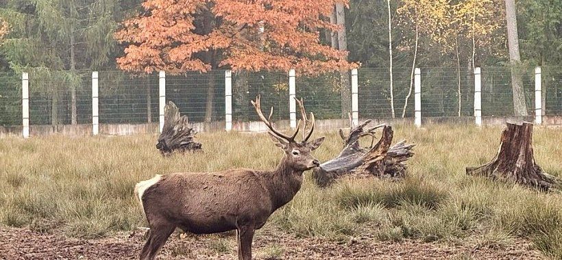 Олени в Беловежской пуще