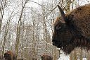 Зубры в Беловежской пуще