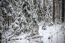 Беловежская пуща - Изображение 0