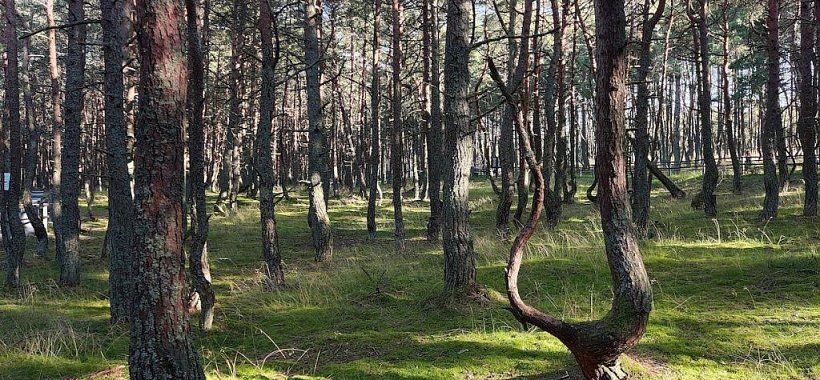 Танцующий лес - Калининградская область