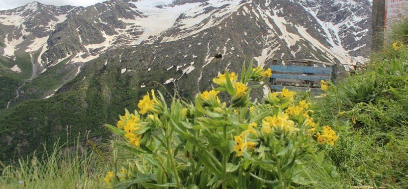 Весеннее цветение на Эльбрусе