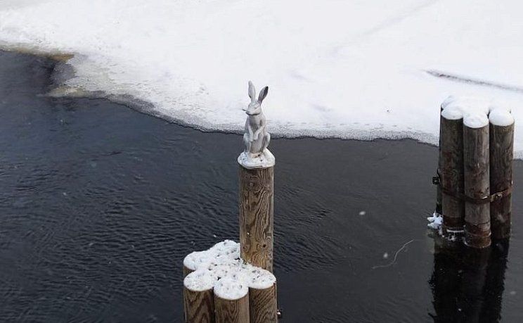 Заяц перед ППК