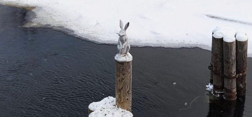 Заяц перед ППК