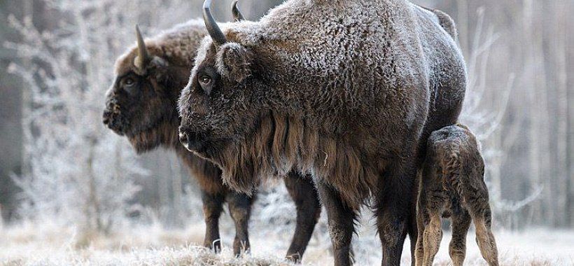 Заповедник Беловежская пуща