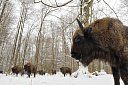 Беловежская пуща - Изображение 0
