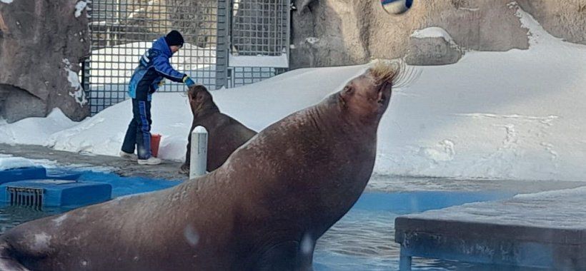 Новогодний автобусный тур Ижевск-Дед Мороз-Термы-Зоопарк (ч) - Изображение 6