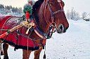 Новогодний автобусный тур Ижевск-Дед Мороз-Термы-Зоопарк (ч) - Изображение 0