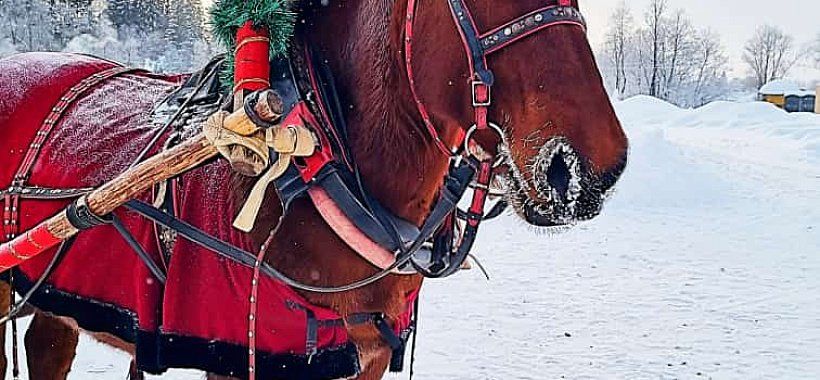 Новогодний автобусный тур Ижевск-Дед Мороз-Термы-Зоопарк (ч) - Изображение 3