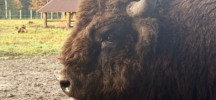 Бизон Беловежской пущи